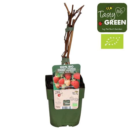 Rubus Idaeus Malling Promise Bio