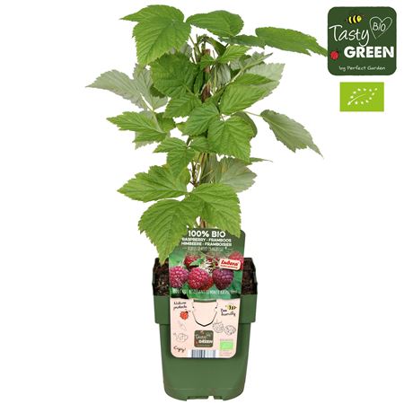 Рубус Идеус Санибель Биография