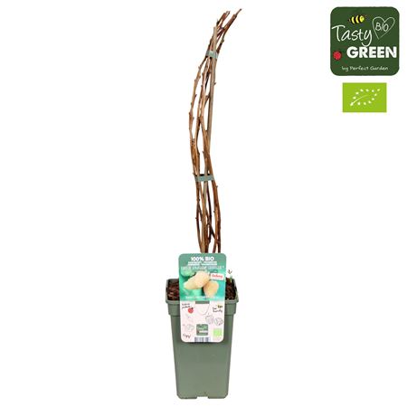 Rubus Idaeus Schlaraffia