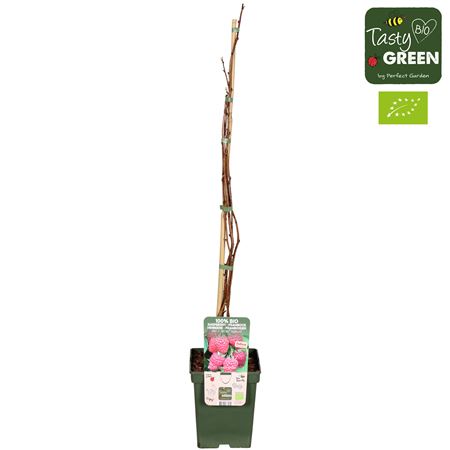 Rubus Idaeus Twotimer Sugana Red Bio