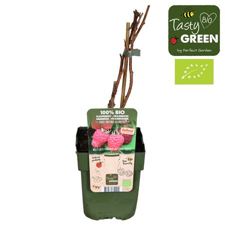 Rubus Idaeus Twotimer Sugana Red Bio