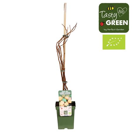 Rubus Idaeus Twotimer Sugana Yellow Bio