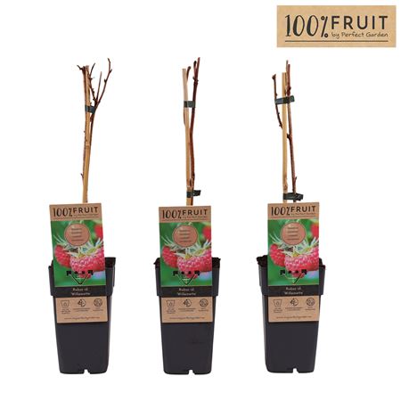 Rubus Idaeus Willamette