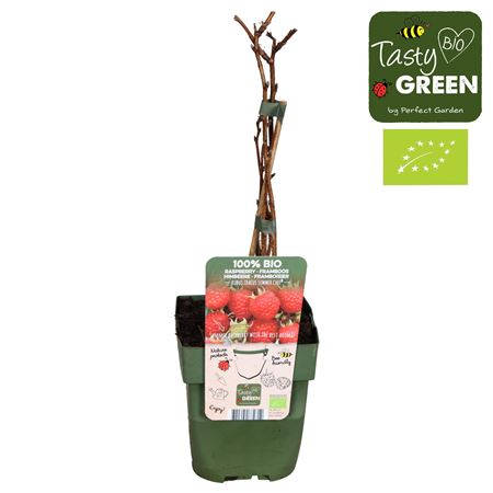 Рубус Идеаус Саммершеф Биография