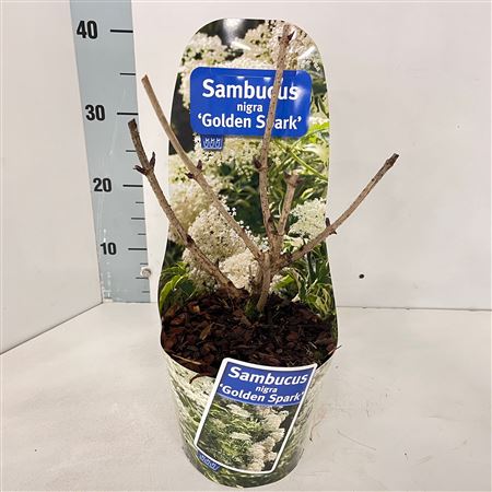 Sambucus Nigra Golden Spark