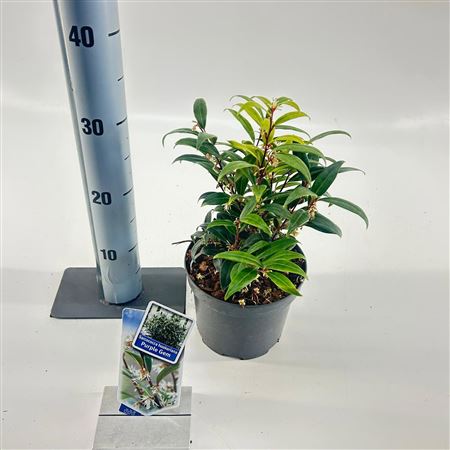 Sarcococca Hookeriana Purple Gem