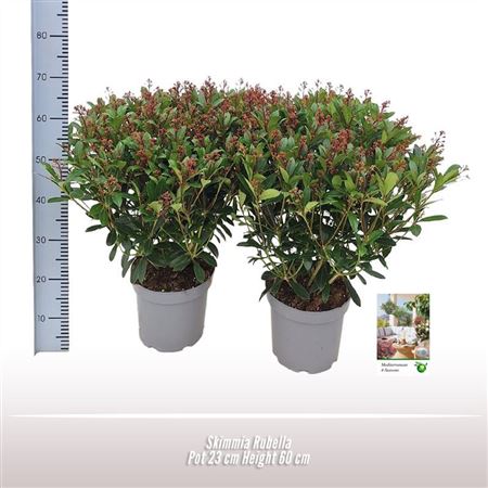 Skimmia Rubella