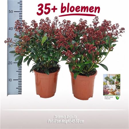 Skimmia Rubella