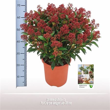 Skimmia Rubella