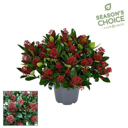 Skimmia Rubella 30+