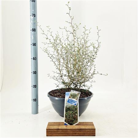 Sophora Pr Little Baby