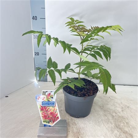 Sorbaria Sorb Crimson Feathers