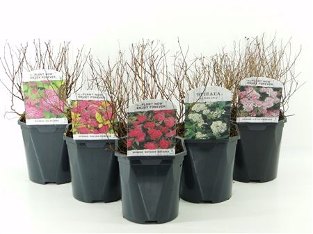 Спирея японская микс