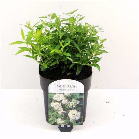 Spiraea Jap Albiflora