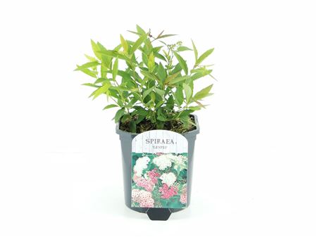 Spiraea Jap Genpei