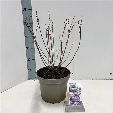 Syringa Meyeri Flowerfesta Purple