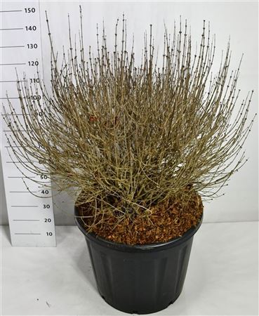 Syringa Meyeri Palibin