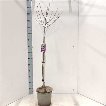 Syringa Mey Palibin On Stem