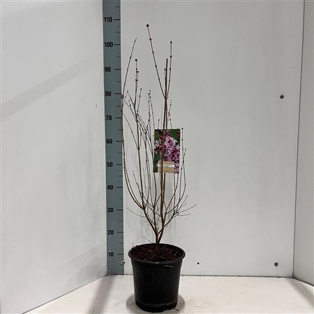 Syringa Microphylla Superba