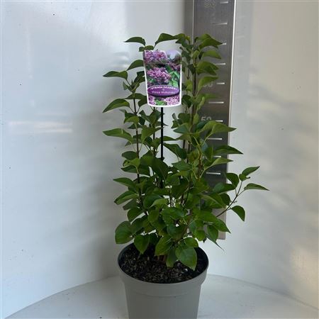 Syringa Vulg Prince Wolkonsky