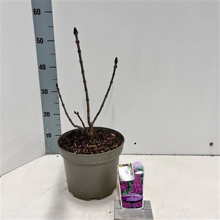 Syringa Vulg And An Ludwig Spath