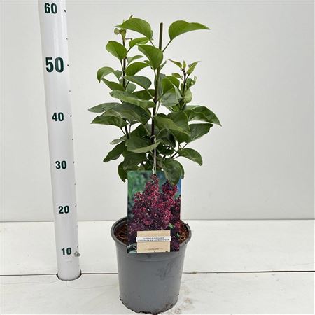 Syringa Vulg And An Ludwig Spath