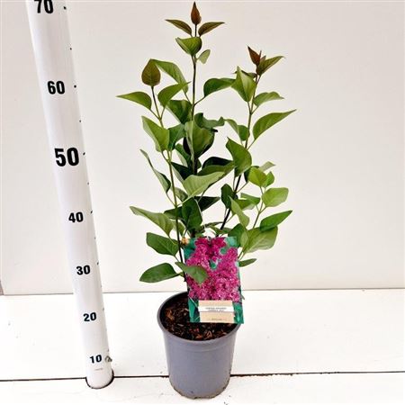 Syringa Vulg Charles Joly