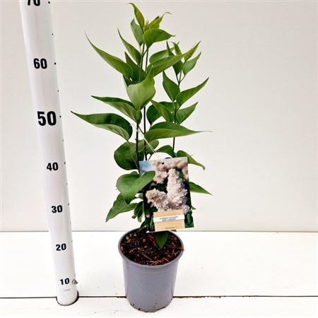 Syringa Vulg Mme Lemoine