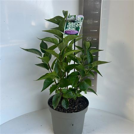 Syringa Vulg Mme Lemoine