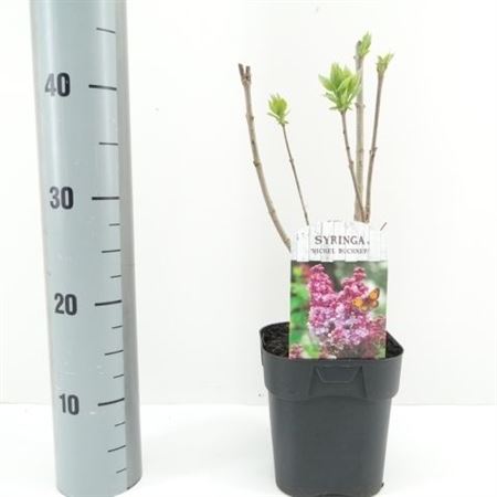 Syringa Vulg Michel Buchner