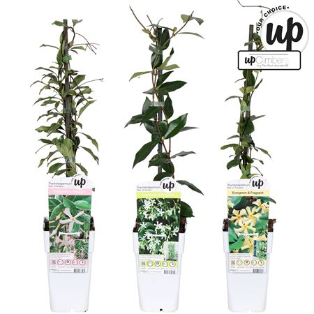 Trachelospermum Mix (our Choice)