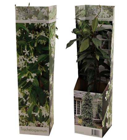 Trachelospermum Jasminoides