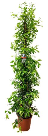 Trachelospernum Jasminoides