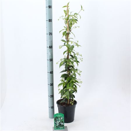 Trachelospermum Jasminoides On Stick