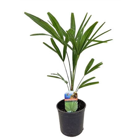 Trachycarpus Fortunei.