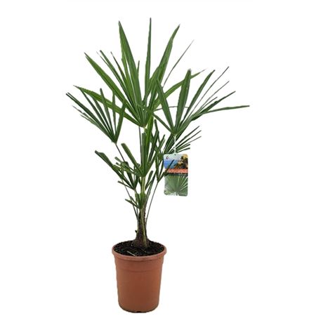 Trachycarpus Fortunei.