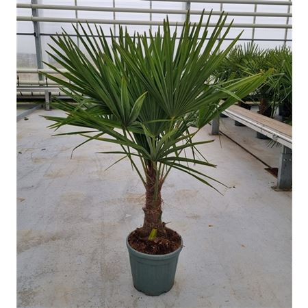 Trachycarpus Fortunei.