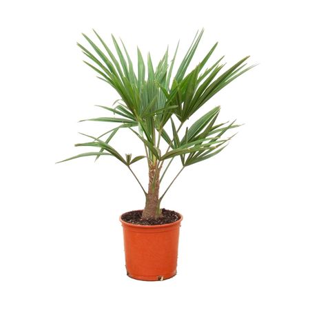 Trachycarpus Fortunei.