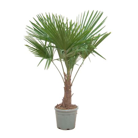 Trachycarpus Fortunei.