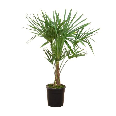 Trachycarpus Fortunei.