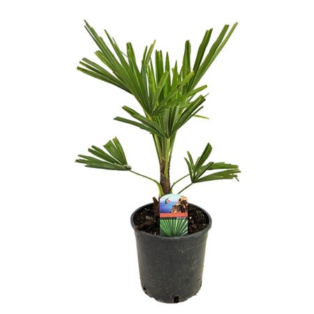 Trachycarpus Fortunei.