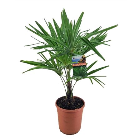 Trachycarpus Fortunei.