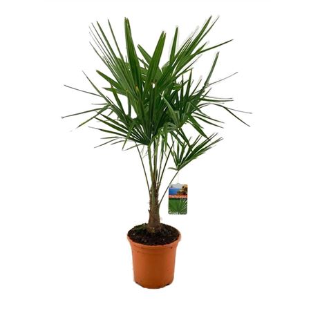 Trachycarpus Fortunei.