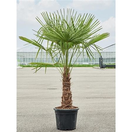 Trachycarpus Fortunei.