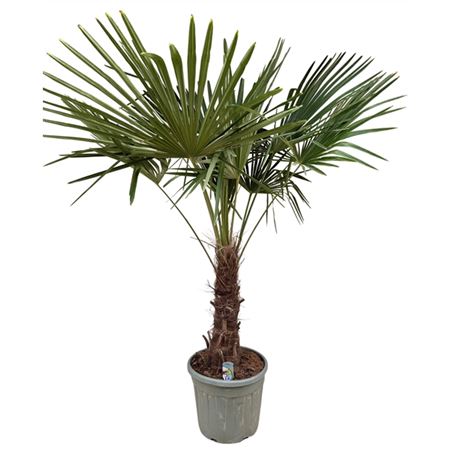 Trachycarpus Fortunei.