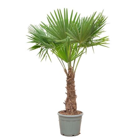 Trachycarpus Fortuneii
