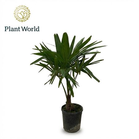 Trachycarpus Fortuneii