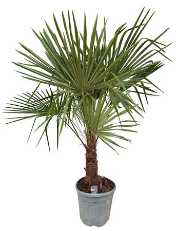 Trachycarpus Fortunei.