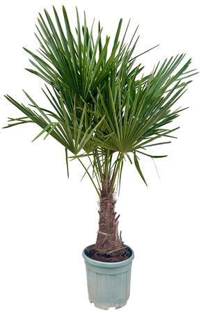 Trachycarpus Fortunei.
