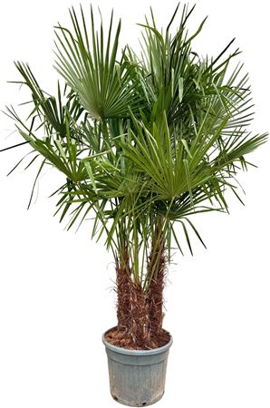 Trachycarpus Fortunei P55 Multi Trachfor55mul